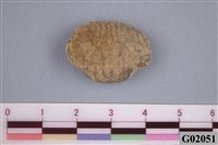 藏品(螃蟹)的圖片